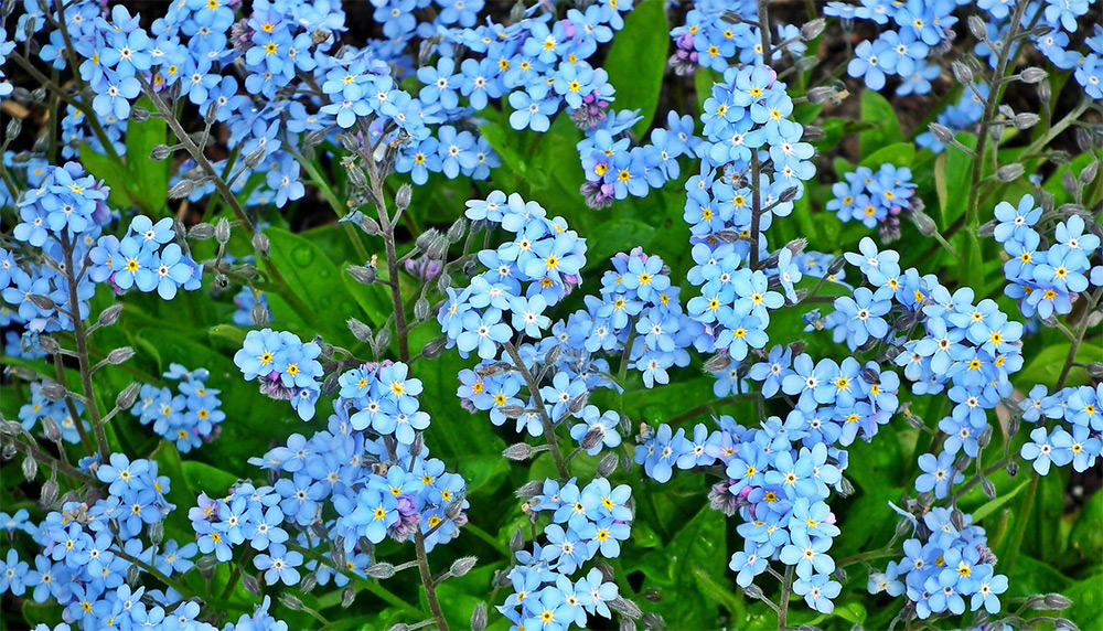 field of forget-me-not